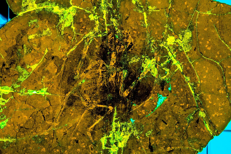 Laser-Stimulated Fluorescence (LSF) image of the pterosaur specimen.